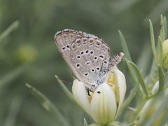 Plebejus christophi