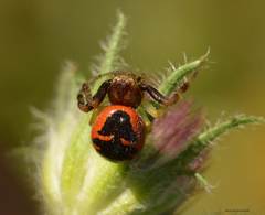 Synema globosum