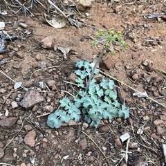 Lomatium howellii