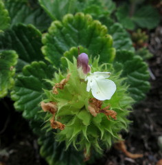 Teucrium pyrenaicum pyrenaicum