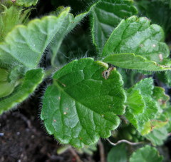 Teucrium pyrenaicum pyrenaicum