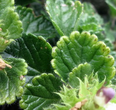Teucrium pyrenaicum pyrenaicum