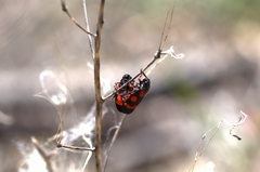 Cercopis vulnerata
