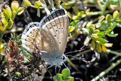 Polyommatus albicans