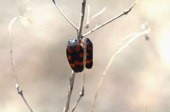 Cercopis vulnerata