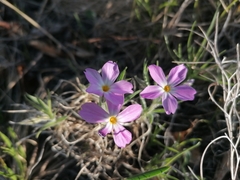 Phlox sibirica