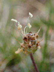 Plantago monosperma