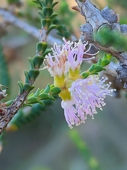 Melaleuca gibbosa