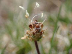 Plantago monosperma
