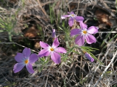 Phlox sibirica