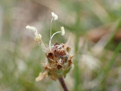 Plantago monosperma