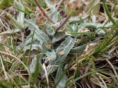 Plantago monosperma