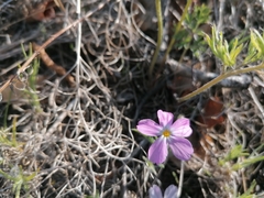 Phlox sibirica