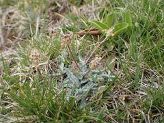 Plantago monosperma