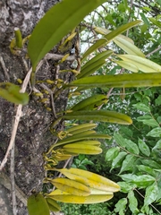 Bulbophyllum affine