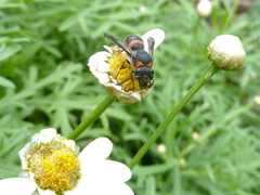 Ancistrocerus haematodes