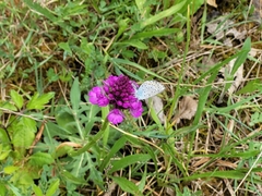 Pseudophilotes baton