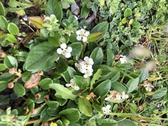 Cotoneaster × suecicus