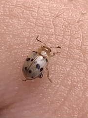 Argopistoides septempunctata