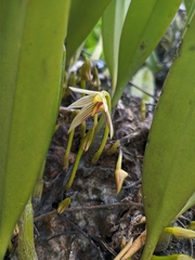 Bulbophyllum affine