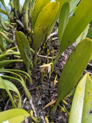 Bulbophyllum affine