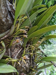 Bulbophyllum affine