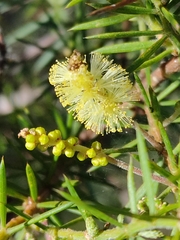 Acacia verticillata verticillata