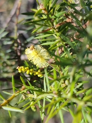 Acacia verticillata verticillata