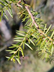 Acacia verticillata verticillata