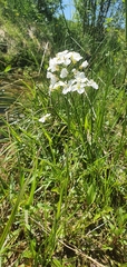 Cardamine dentata