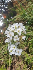 Cardamine dentata