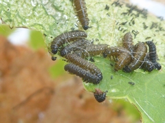 Altica ampelophaga