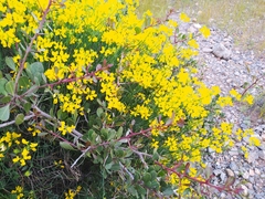 Coronilla juncea juncea