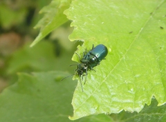 Altica ampelophaga