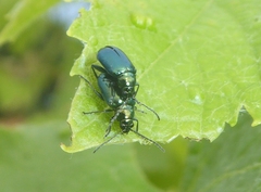 Altica ampelophaga