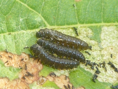 Altica ampelophaga