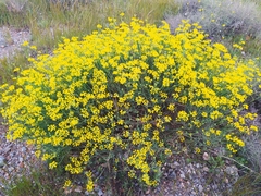 Coronilla juncea juncea