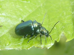 Altica ampelophaga