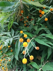 Buddleja globosa