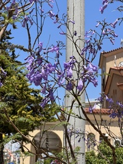 Jacaranda mimosifolia