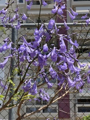 Jacaranda mimosifolia
