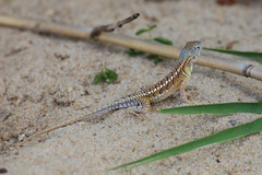 Chalarodon madagascariensis