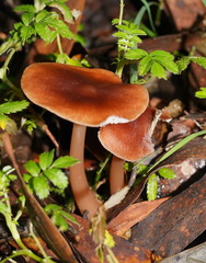 Lentinellus tasmanicus