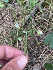 Allium pendulinum