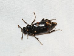 Nicrophorus pustulatus