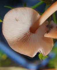 Lentinellus tasmanicus