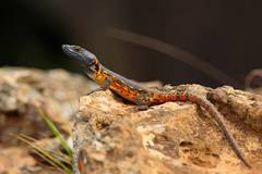 Pseudocordylus melanotus