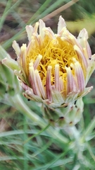 Scorzonera angustifolia