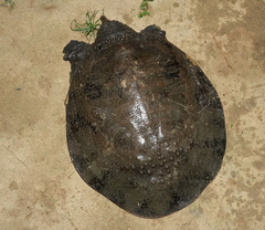 Amyda cartilaginea