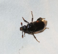 Nicrophorus pustulatus